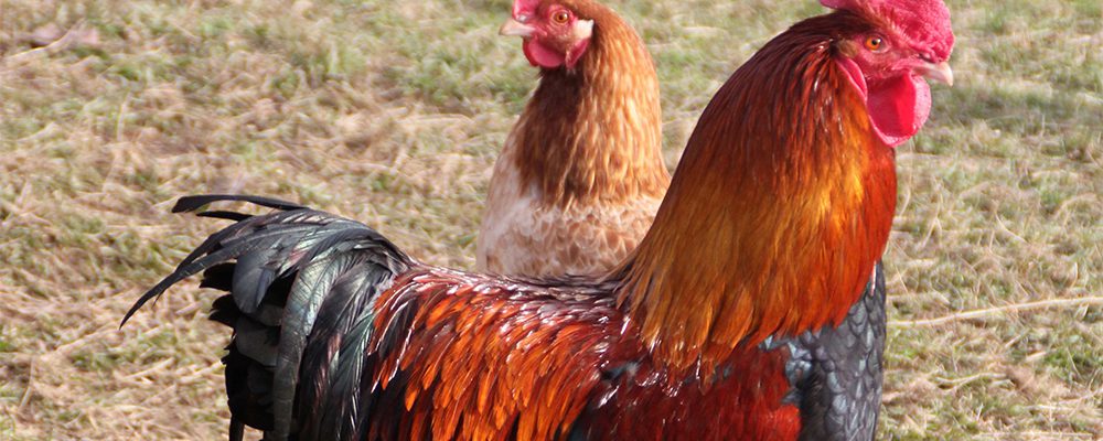 marans